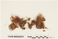 藏品(曲尾苔科)的圖片